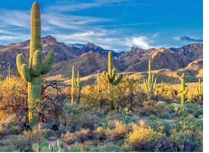 Microsoft Access programmer Avondale Arizona